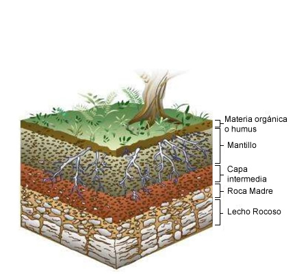 Estratos del suelo